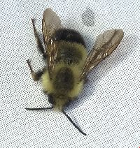 Bombus vagans image