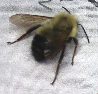 Bombus vagans image