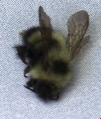 Bombus vagans image