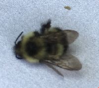 Bombus vagans image