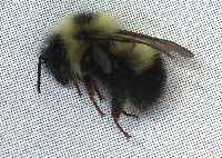 Bombus vagans image