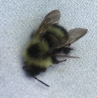 Bombus vagans image
