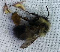 Bombus vagans image