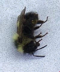 Bombus vagans image