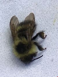 Bombus vagans image