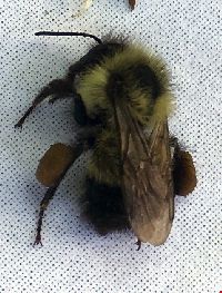 Bombus affinis image