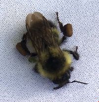 Bombus affinis image
