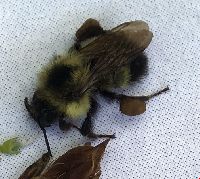 Bombus affinis image