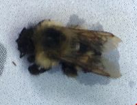 Bombus vagans image