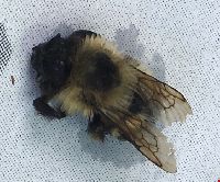 Bombus vagans image