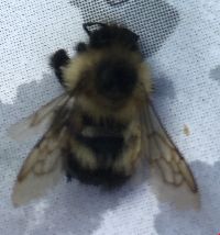 Bombus vagans image
