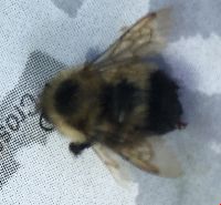 Bombus vagans image