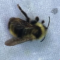 Bombus flavidus image