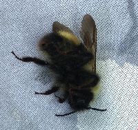 Bombus flavidus image