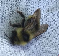 Bombus flavidus image