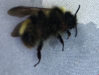 Bombus flavidus image