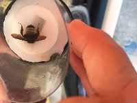 Bombus fervidus image