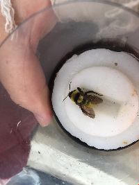 Bombus fervidus image