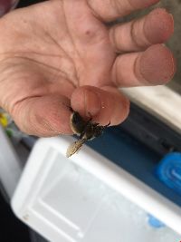 Bombus fervidus image