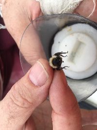 Bombus fervidus image