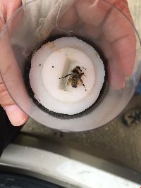 Bombus fervidus image