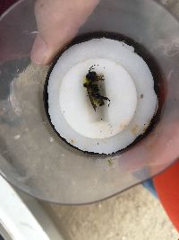 Bombus fervidus image