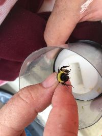 Bombus fervidus image