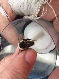 Bombus fervidus image