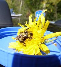 Bombus vagans image