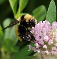 Bombus borealis image
