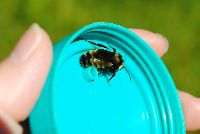 Bombus borealis image