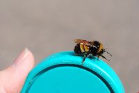 Bombus terricola image