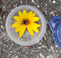 Bombus terricola image
