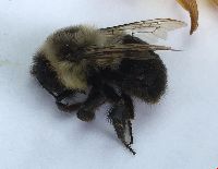 Bombus impatiens image