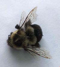 Bombus impatiens image