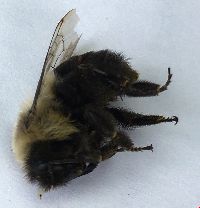 Bombus impatiens image