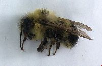 Bombus vagans image