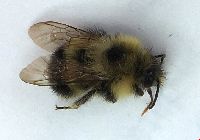 Bombus vagans image