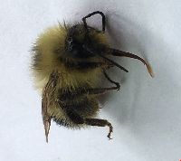 Bombus vagans image