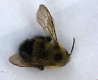 Bombus vagans image