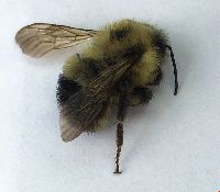 Bombus vagans image