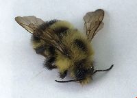 Bombus vagans image
