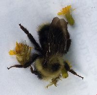 Bombus citrinus image