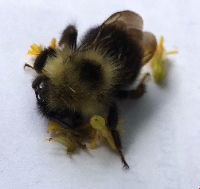 Bombus citrinus image