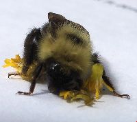 Bombus citrinus image