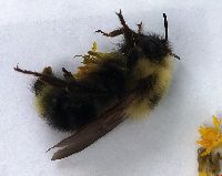 Bombus citrinus image