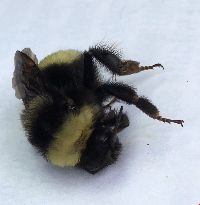 Bombus terricola image
