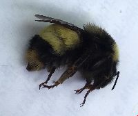 Bombus terricola image