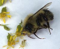 Bombus vagans image