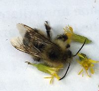 Bombus vagans image